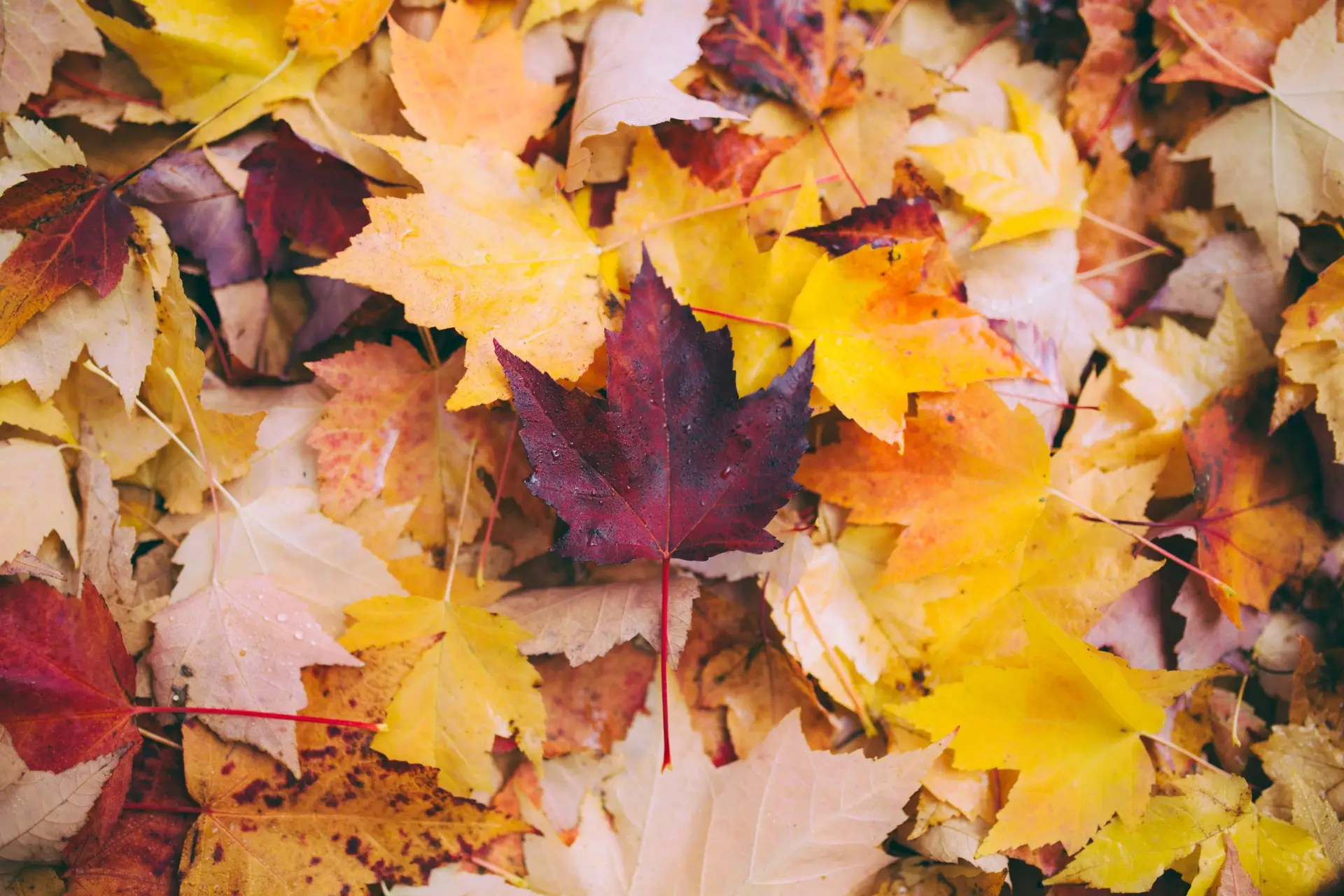  Leafy Lessons: Fall STEM Activities to Ignite Kids’ Imagination