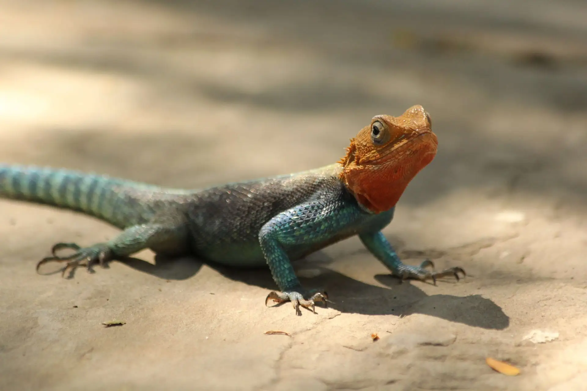 Lizard Love: Discovering the Best Pet Lizards for Kids