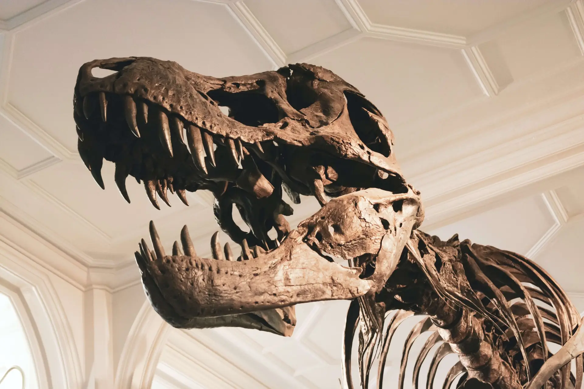Discover Ancient Giants: Must-Read Dinosaur Books for Kids